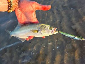 Bluefish