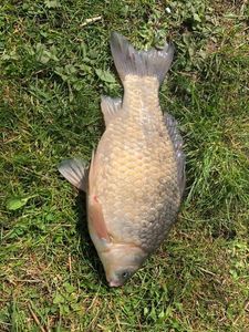 Crucian Carp