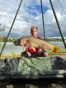 Common Carp