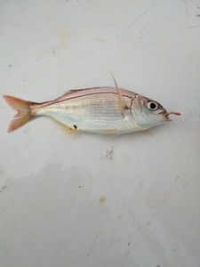 Blackspot Seabream