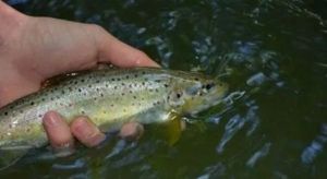 Brown Trout