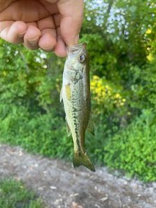 Largemouth Bass