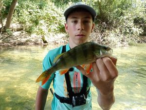 European Perch
