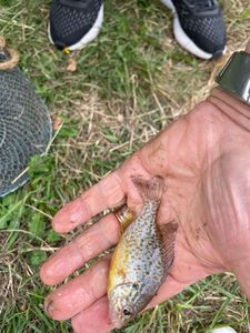 Green Sunfish