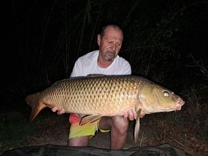 Common Carp