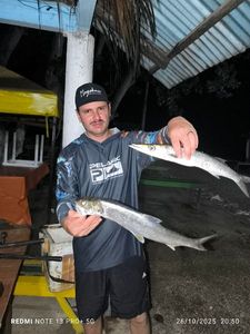 Great Barracuda