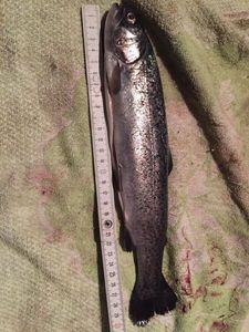 Rainbow Trout