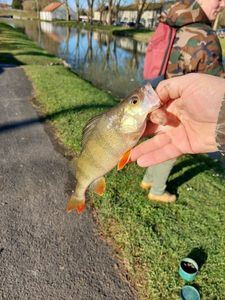 European Perch