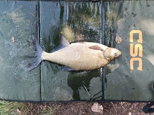 Common Bream