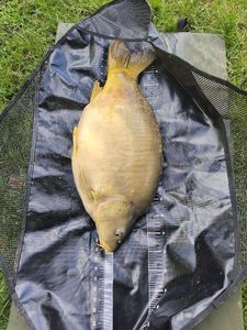 Mirror Carp