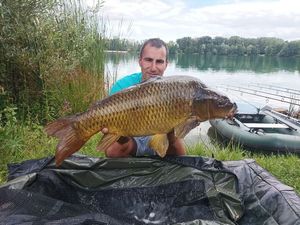 Common Carp