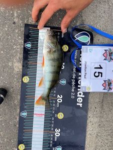 European Perch