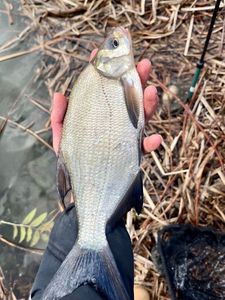 Common Bream