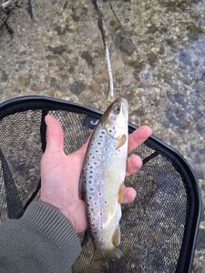 Brown Trout