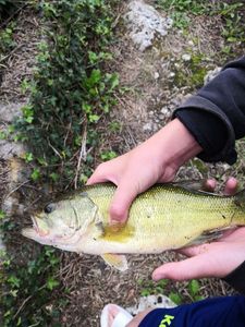 Largemouth Bass