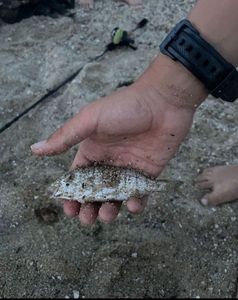 Black Seabream