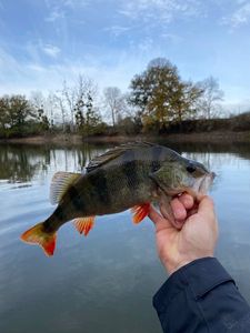 European Perch