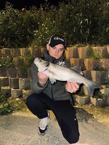 European Bass (Seabass)