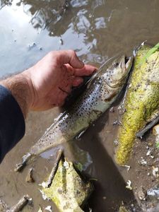 Brown Trout