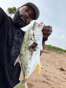 Crevalle Jack