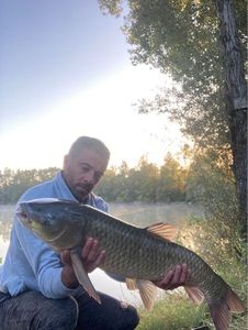 Grass Carp
