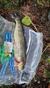 Brown Trout