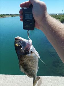 Gilthead Seabream