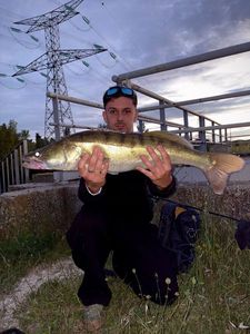 Zander