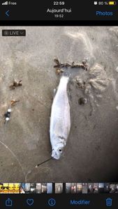 European Bass (Seabass)