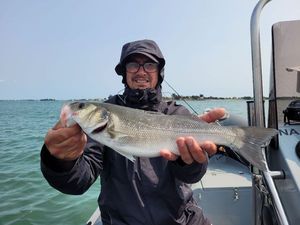 European Bass (Seabass)