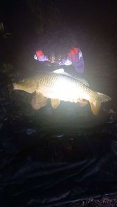 Common Carp