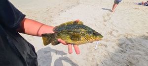 Ballan Wrasse