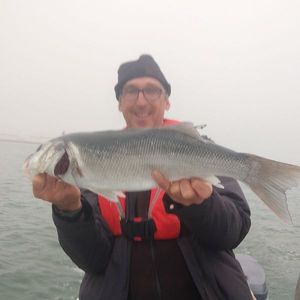 European Bass (Seabass)