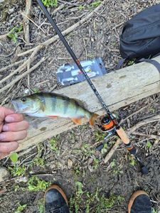European Perch