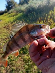 European Perch