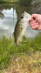 Largemouth Bass