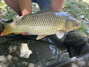 Common Carp
