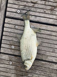 Crucian Carp