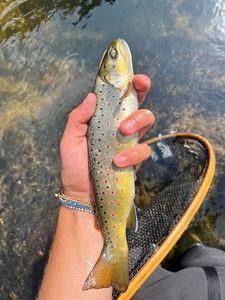 Brown Trout