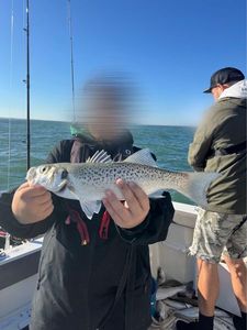 European Bass (Seabass)