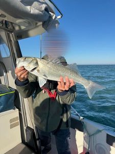 European Bass (Seabass)