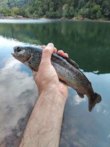 Rainbow Trout