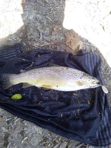 Tiger Trout
