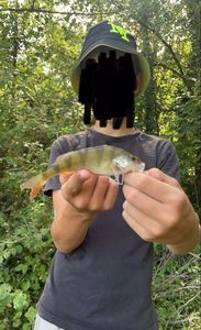 European Perch