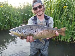 Brown Trout