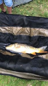 Leather Carp