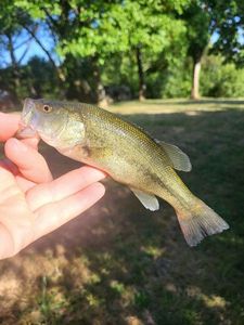 Largemouth Bass