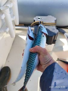 Mackerel