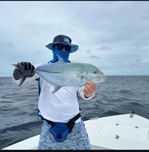 Bluefin Trevally