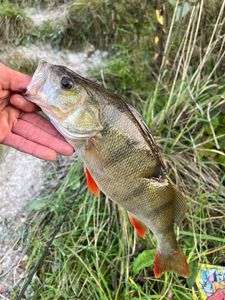 European Perch